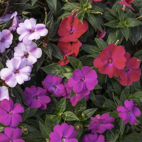 SunPatiens<sup>®</sup> Compact Pink Beryl Mix Bloom