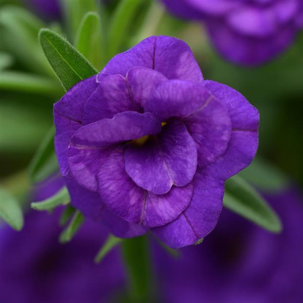 MiniFamous<sup>®</sup> Neo Double Dark Blue Bloom