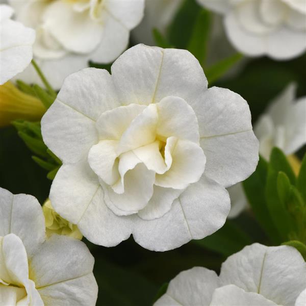 MiniFamous<sup>®</sup> Neo Double White Bloom