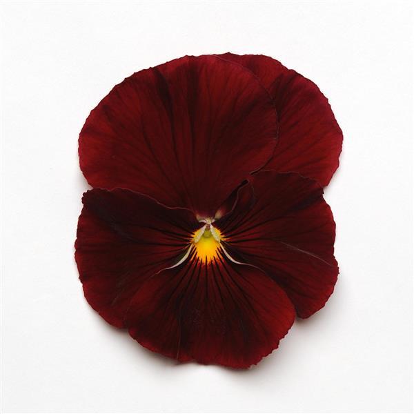 Spring Matrix™ Scarlet Bloom