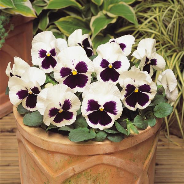 Spring Matrix™ White Blotch Container