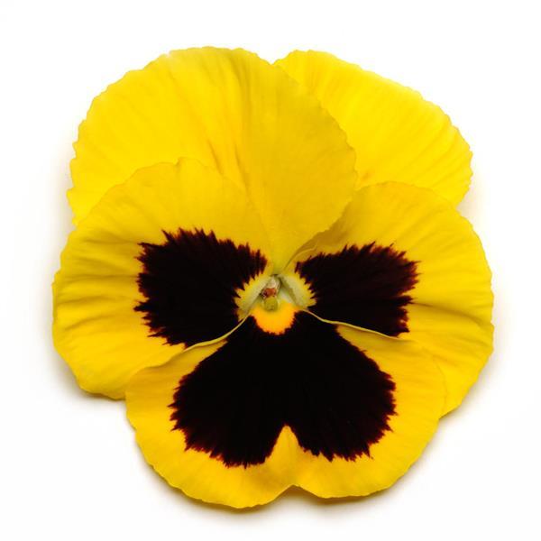 Spring Matrix™ Yellow Blotch Bloom