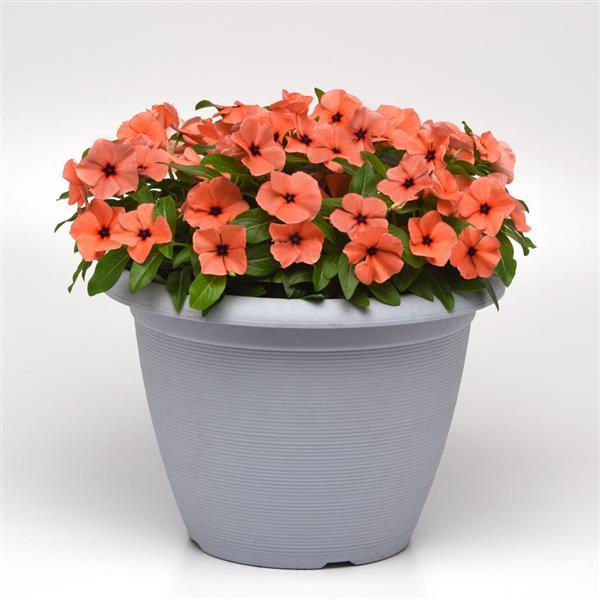 Tattoo™ Orange Container