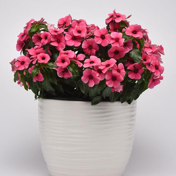 Tattoo™ Raspberry Container