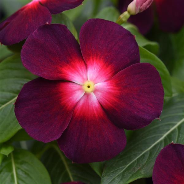 Tattoo™ Boysenberry Bloom