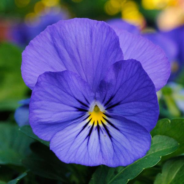 Sorbet<sup>®</sup> XP True Blue Bloom