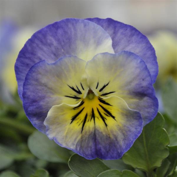 Sorbet<sup>®</sup> XP Neptune Bloom