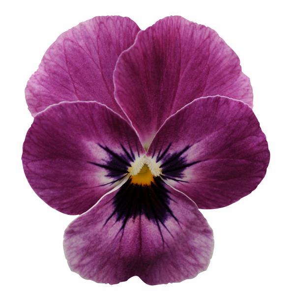 Sorbet<sup>®</sup> XP Raspberry Bloom