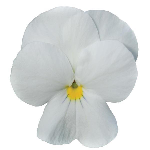 Sorbet<sup>®</sup> XP White Bloom