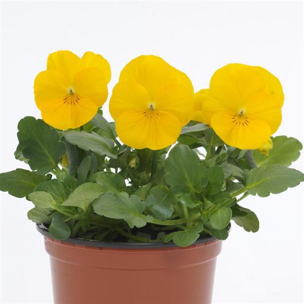 Sorbet<sup>®</sup> XP Yellow Container