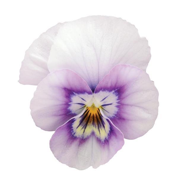 Sorbet<sup>®</sup> XP Pink Halo Bloom