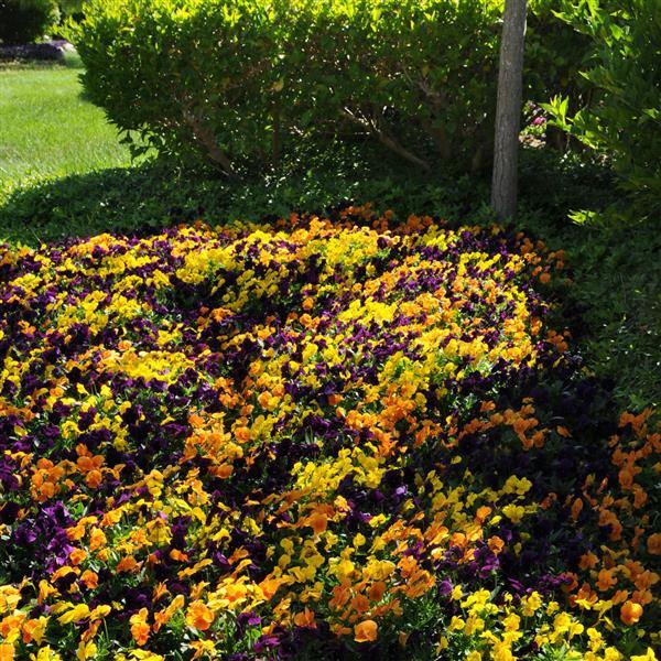 Sorbet<sup>®</sup> XP Harvest Mixture Landscape