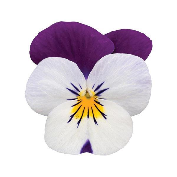 Sorbet<sup>®</sup> XP White Jump Up Bloom