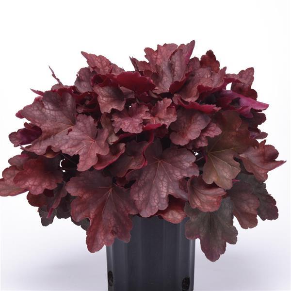 Carnival Burgundy Blast Container