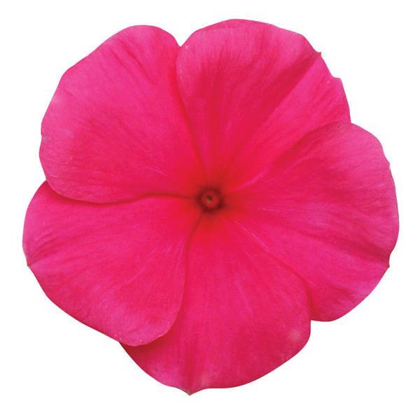 Titan™ Punch Bloom