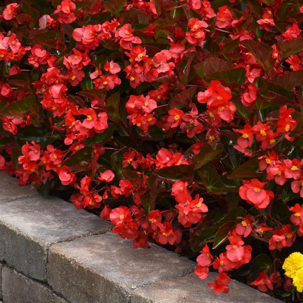 Megawatt™ Red Bronze Leaf Commercial Landscape 1