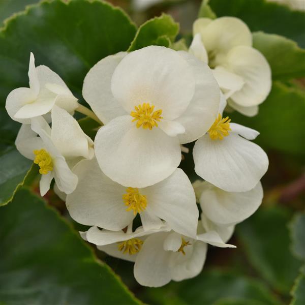 Megawatt™ White Green Leaf Bloom