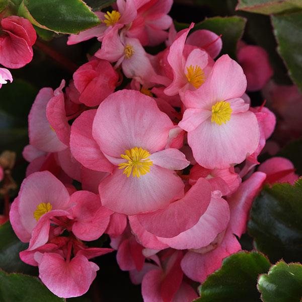 Megawatt™ Pink Green Leaf Bloom