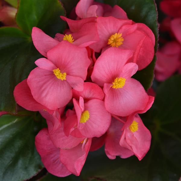 Megawatt™ Rose Green Leaf Bloom
