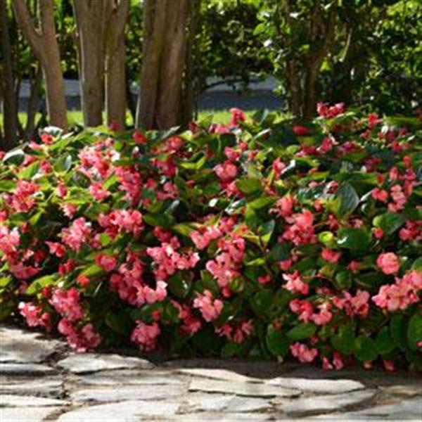 Megawatt™ Rose Green Leaf Landscape
