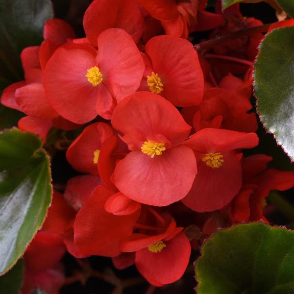 Megawatt™ Red Green Leaf Bloom