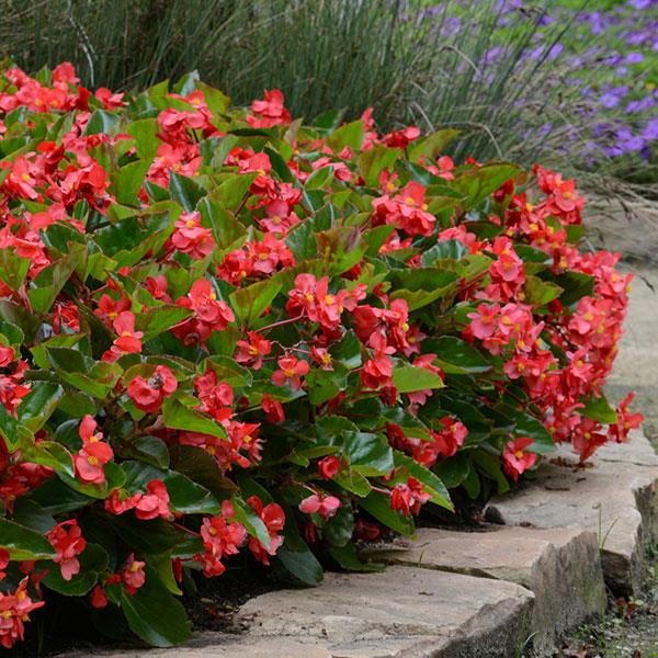 Megawatt™ Red Green Leaf Landscape