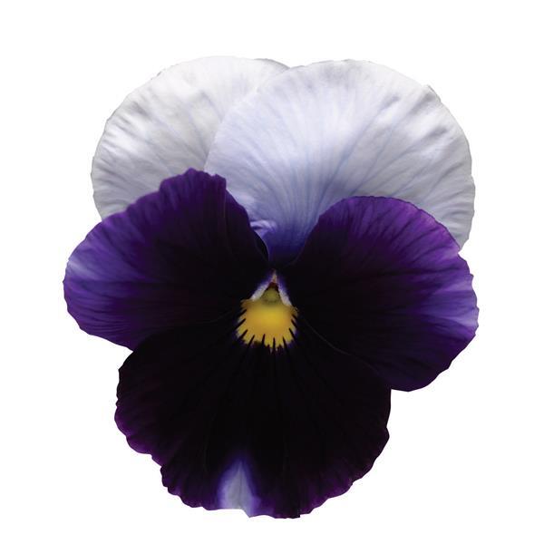 Spring Matrix™ Beaconsfield Bloom