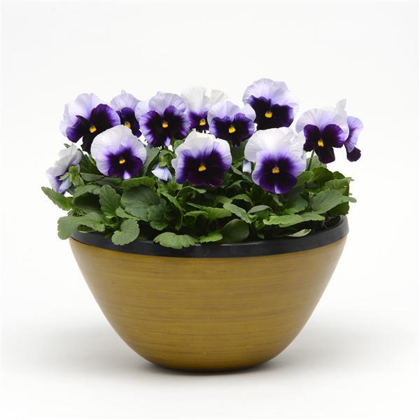 Spring Matrix™ Beaconsfield Container