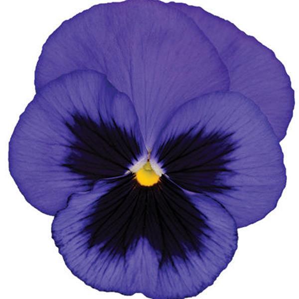 Spring Matrix™ Blue Blotch Bloom