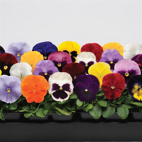 Spring Matrix™ Mixture Bloom