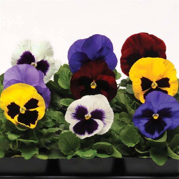 Spring Matrix™ Blotch Mixture Bloom