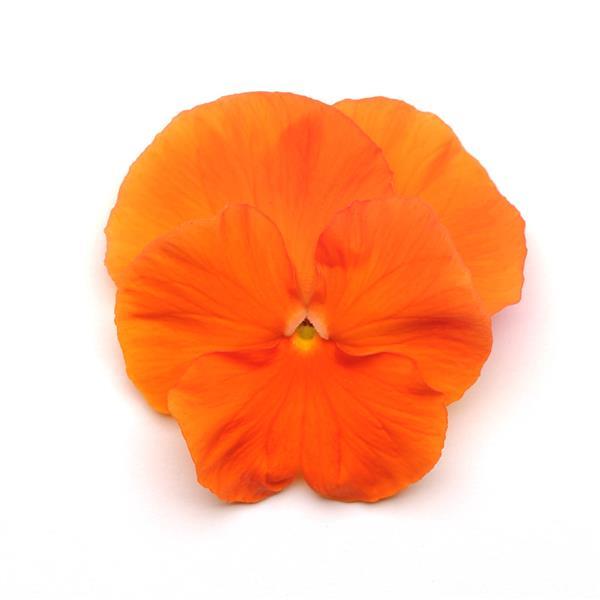 Spring Matrix™ Deep Orange Bloom
