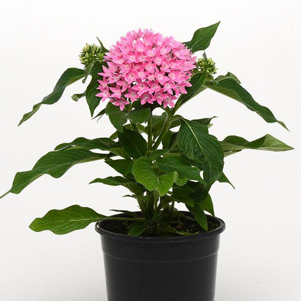 Lucky Star<sup>®</sup> Pink Container