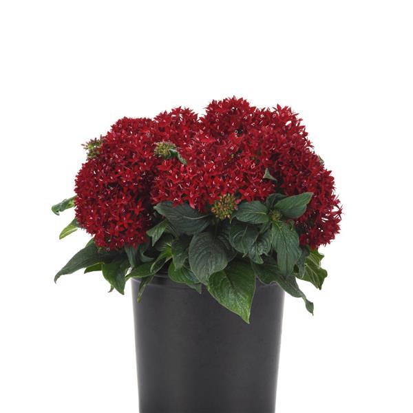Lucky Star<sup>®</sup> Dark Red Container