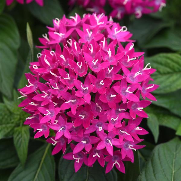 Lucky Star<sup>®</sup> Violet Bloom
