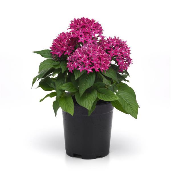 Lucky Star<sup>®</sup> Violet Container