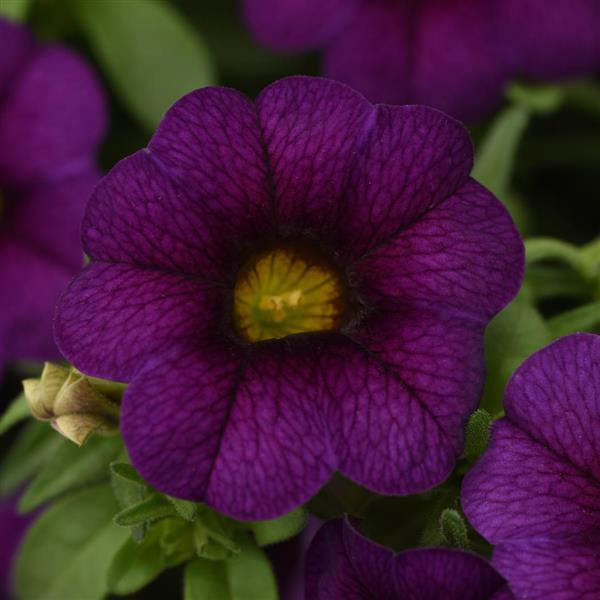 MiniFamous<sup>®</sup> Neo Dark Blue Bloom