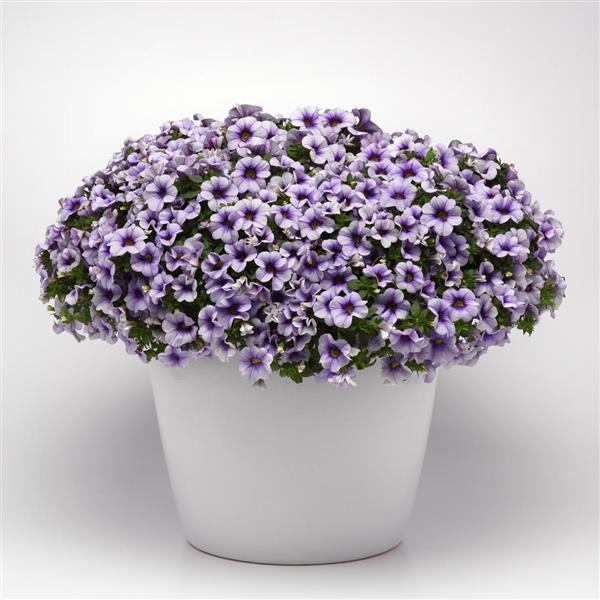 MiniFamous<sup>®</sup> Neo Violet Ice Container
