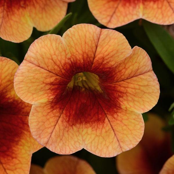 MiniFamous<sup>®</sup> Neo Orange+Red Eye Bloom