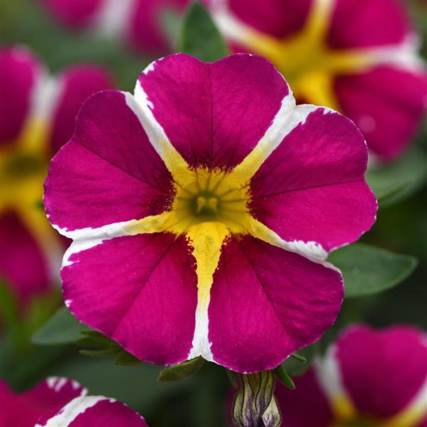MiniFamous<sup>®</sup> Neo Magenta Star Bloom
