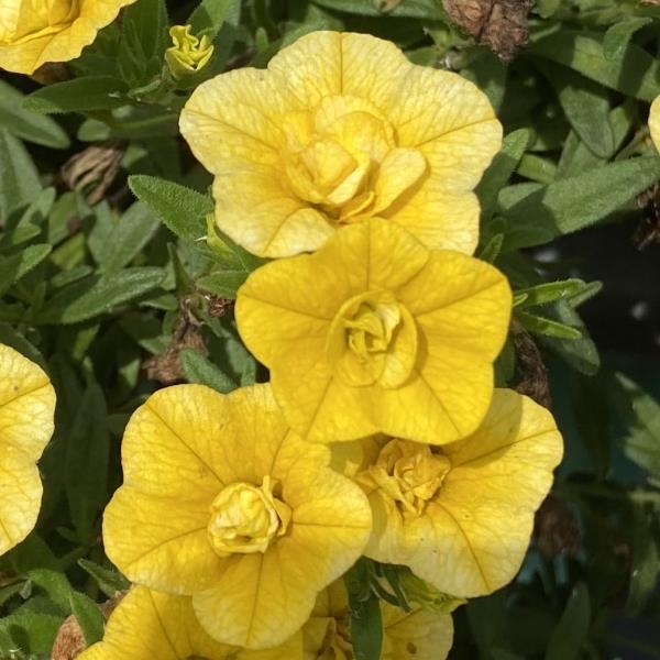 MiniFamous<sup>®</sup> Neo Double Deep Yellow 27 Bloom
