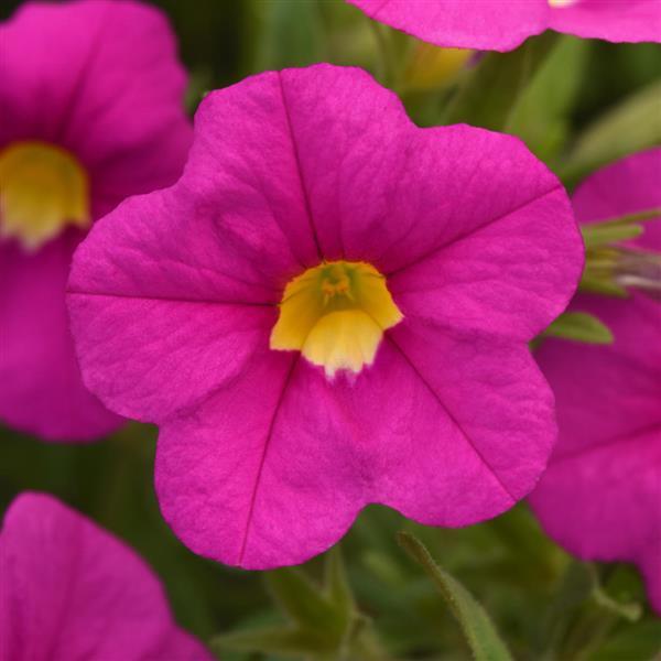 MiniFamous<sup>®</sup> Uno Pink Bloom