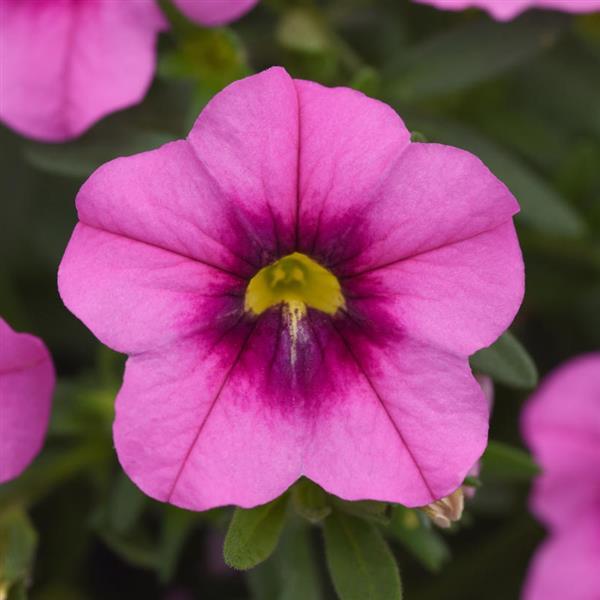 MiniFamous<sup>®</sup> Uno Rose+Eye Bloom
