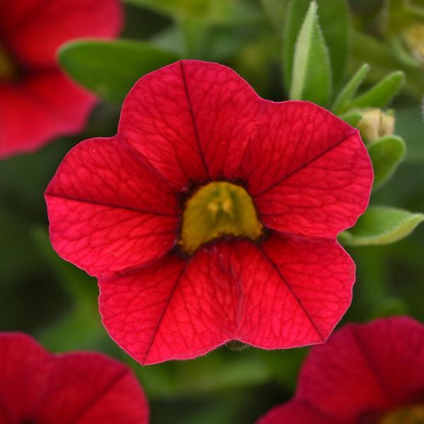 MiniFamous<sup>®</sup> Uno Red 27 Bloom