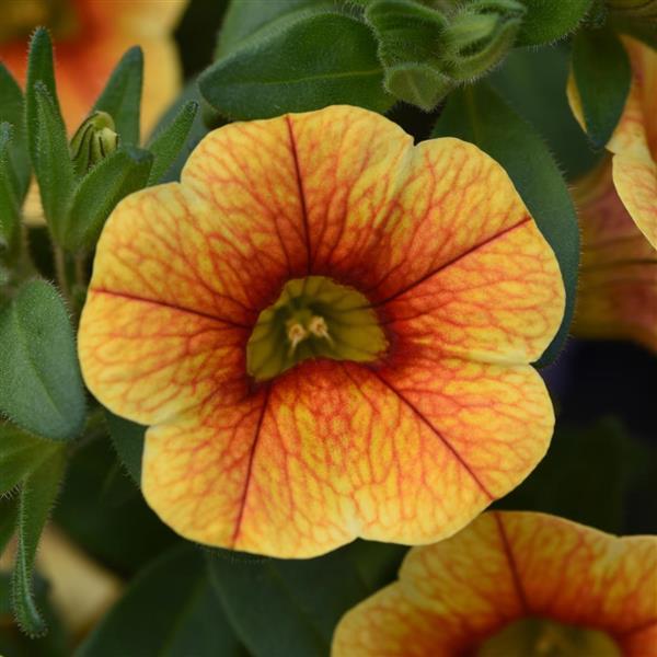 MiniFamous<sup>®</sup> Uno Yellow+Red Vein Bloom