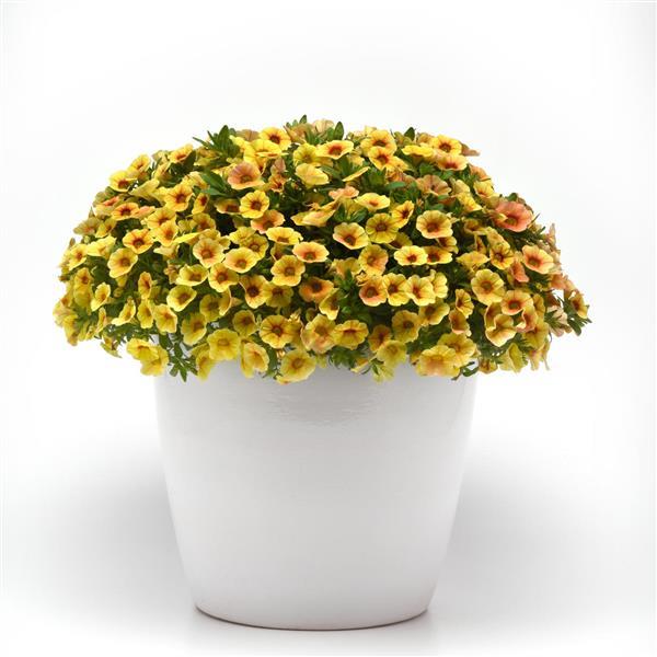 MiniFamous<sup>®</sup> Uno Yellow+Red Vein Container