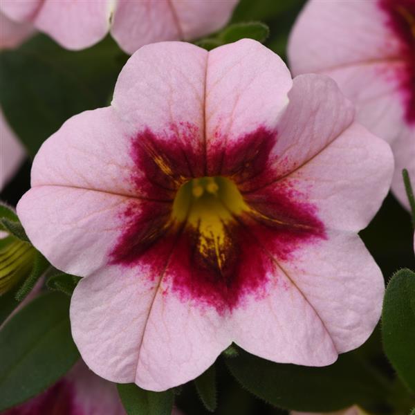 MiniFamous<sup>®</sup> Uno Pink Strike Bloom