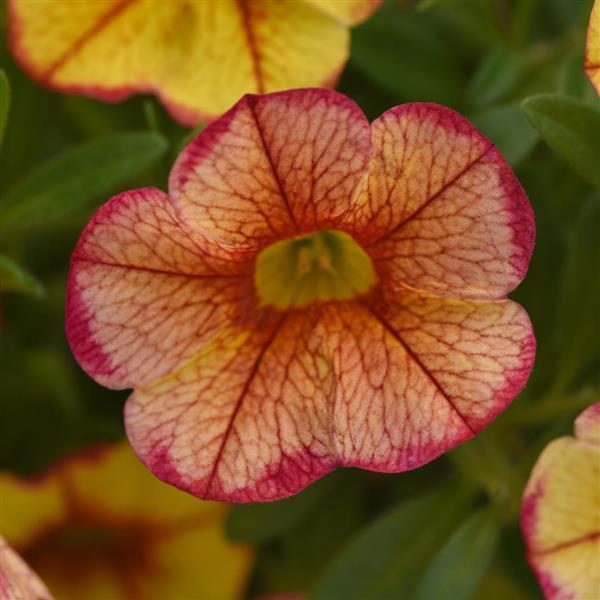 MiniFamous<sup>®</sup> Uno Ember Eclipse Bloom