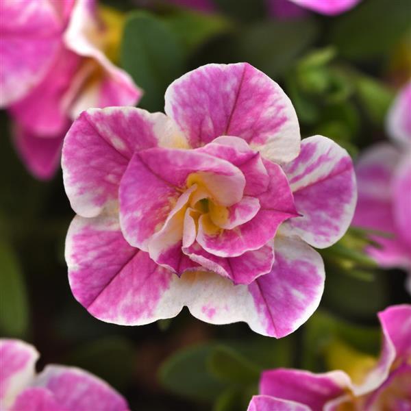 MiniFamous<sup>®</sup> Uno Funtopia Pink Bloom