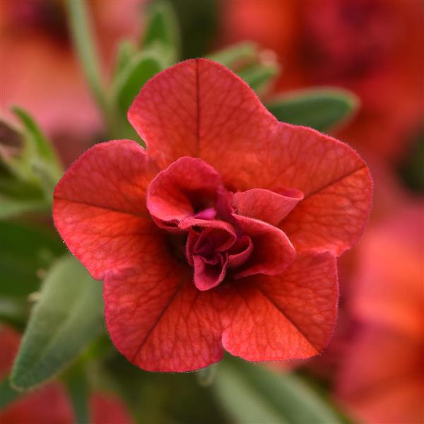 MiniFamous<sup>®</sup> Uno Double Orange Bloom